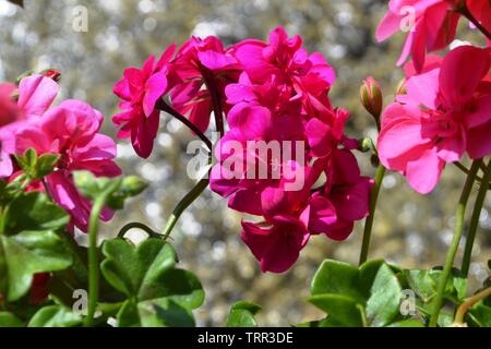 Vue rapprochée aux chefs de géranium rouge en fleurs fleurs éclairées sous le soleil. Banque D'Images