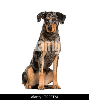 Beauceron, 15 years old, in front of white background Banque D'Images