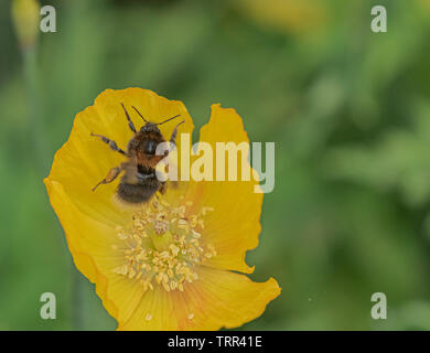 Un cerf de bourdon (Bombus lucorum) la collecte du pollen d'un welsh poppy. Banque D'Images