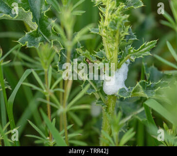 Cuckoo spit (cercopes) sur feuilles de chardon. Banque D'Images