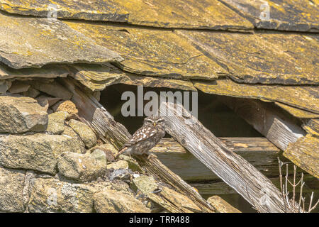 Un petit hibou (UK), Athene noctua, perché sur une poutre de toit en bois dans une vieille grange. Banque D'Images