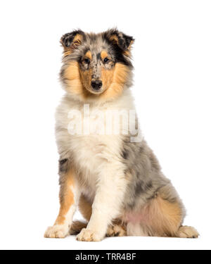 Rough Collie sitting in front of white background Banque D'Images