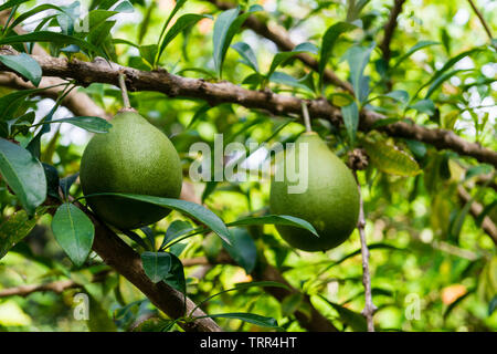 Calebasse crescentia cujete arbre Banque D'Images