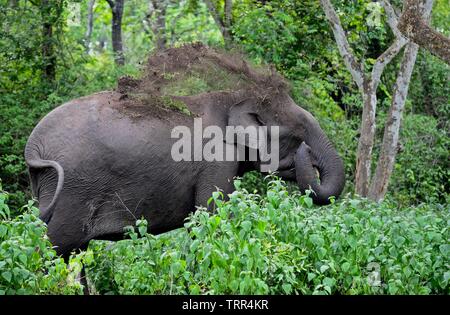 L'éléphant indien Banque D'Images