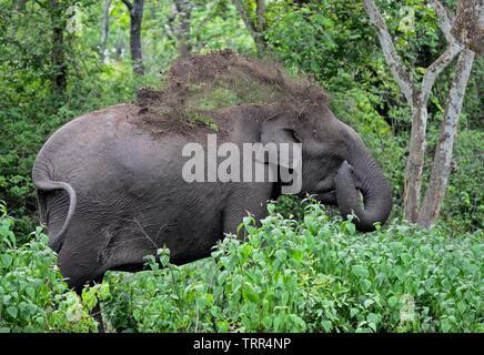 L'éléphant indien Banque D'Images