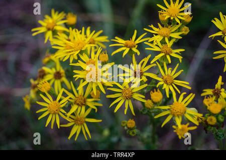 Jacobaea Senico fleur jaune Banque D'Images