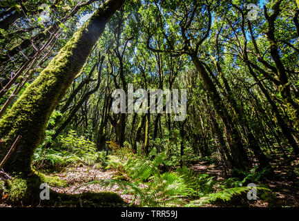 Décor d'un conte de la forêt magique d'El Cedro Forêt près du Parc National de Garajonay à La Gomera, Îles Canaries, Espagne Banque D'Images