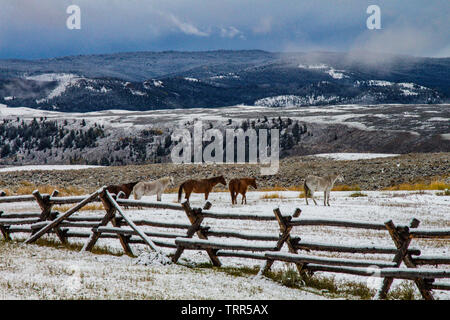 Les chevaux au corral, Ranch, Wyoming Absaroka après tempête de neige. Banque D'Images