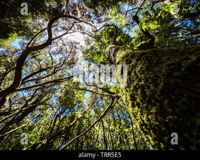 Décor d'un conte de la forêt magique d'El Cedro Forêt près du Parc National de Garajonay à La Gomera, Îles Canaries, Espagne Banque D'Images