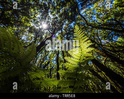 Décor d'un conte de la forêt magique d'El Cedro Forêt près du Parc National de Garajonay à La Gomera, Îles Canaries, Espagne Banque D'Images