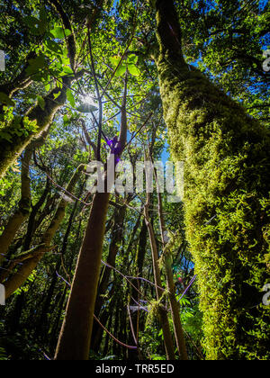 Décor d'un conte de la forêt magique d'El Cedro Forêt près du Parc National de Garajonay à La Gomera, Îles Canaries, Espagne Banque D'Images