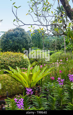 Vue tropicale au National Orchid Garden, jardins botaniques de Singapour, Singapour, l'Asie Banque D'Images