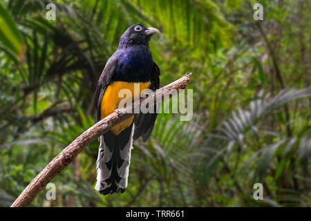 Trogon à queue blanche Trogon chionurus (Trogon viridis / chionurus) perché dans l'arbre, originaire de Panama, la Colombie et l'Équateur Banque D'Images