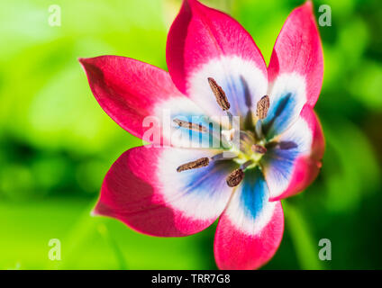 Un plan macro sur une variété de tulipe rouge appelé petite beauté. Banque D'Images