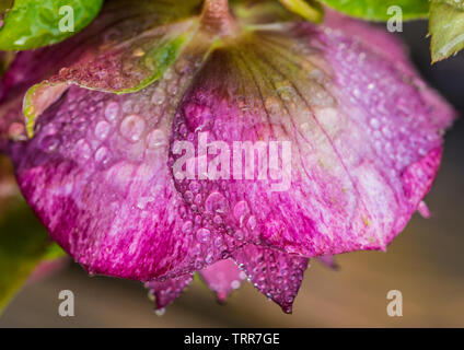 Un plan macro sur une goutte de couverts hellebore ellen double fleur pourpre. Banque D'Images