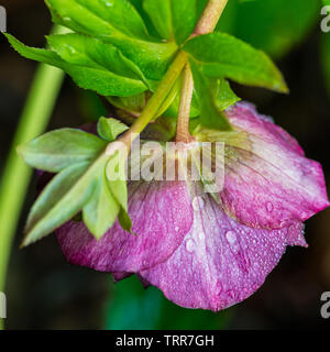 Un plan macro sur une goutte de couverts hellebore ellen double fleur pourpre. Banque D'Images