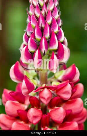 Lupinus 'Gallery Red' (Série) lupin Gallery Banque D'Images