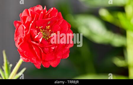 Geum flora plena 'Blazing Sunset' Banque D'Images