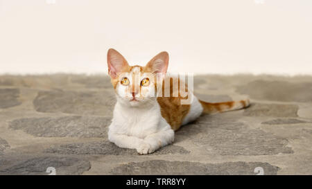 Gingembre et mignon chaton chat bicolore blanc couché sur un sol en pierre et regarder curieusement avec de larges yeux couleur orange, Cyclades, Mer Égée, Grèce Banque D'Images