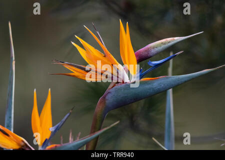 Un bel oiseau du paradis plante dans le soleil. Banque D'Images