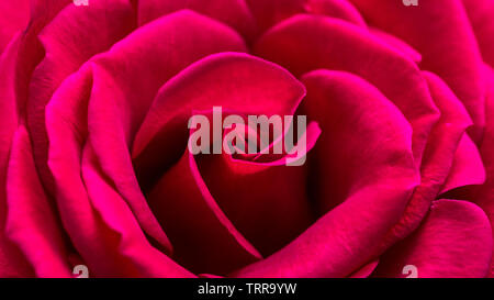 Un plan macro sur une belle rose rouge. Banque D'Images