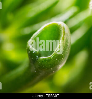 Un plan macro sur un ogre oreilles plante succulente. Banque D'Images