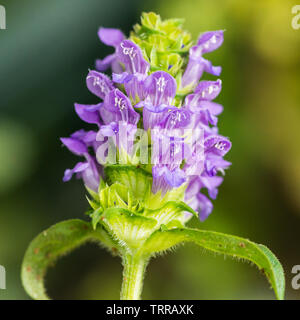 Un plan macro sur une Prunella vulgaris capitule. Banque D'Images