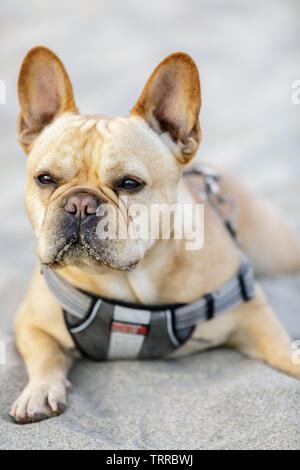 Jeune mâle Bouledogue Français allongé sur une plage de sable fin et la numérisation de ses environs. Banque D'Images