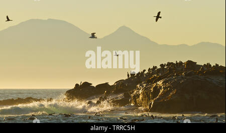 L'île Seal, False Bay, Afrique du Sud, l'Afrique Banque D'Images