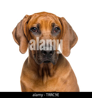 Le Rhodesian Ridgeback, âgé de 5 mois, in front of white background Banque D'Images