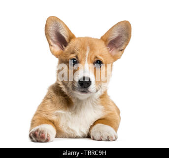 Pembroke Welsh Corgi, 3 mois, in front of white background Banque D'Images