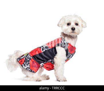 Maltese dog sitting in front of white background Banque D'Images
