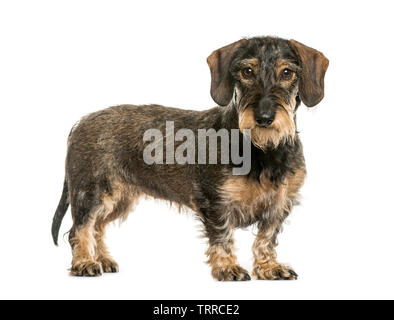 Braque Allemand in front of white background Banque D'Images