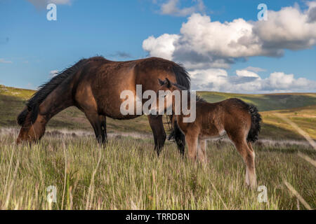 Un nouveau-né poulain Dartmoor sauvages vise la protection de la mère c'est sur la Lande venteuse près de Postbridge. Banque D'Images