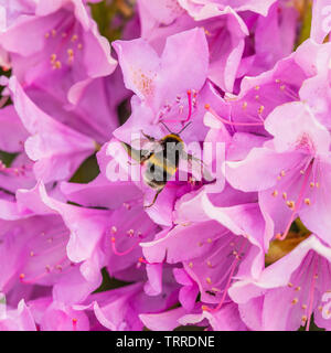 Un gros plan d'une abeille pollinisant un Rhododendron fleur. Banque D'Images
