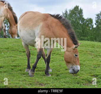 Chevaux sauvages de Przewalski - Pacage Banque D'Images