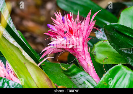 Aechmea fasciata fleur qui s'épanouit, avec des feuilles vertes Banque D'Images