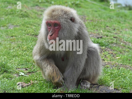 Snow Monkey ou Macaque japonais Sitting on Grass Banque D'Images