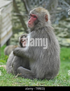 Snow Monkey ou Macaque japonais Sitting on Grass Banque D'Images