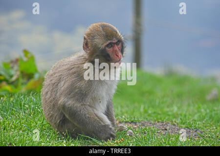 Snow Monkey ou Macaque japonais Sitting on Grass Banque D'Images