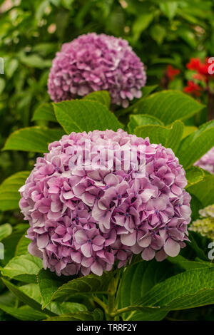 L'Hydrangea flowers avec arrière-plan vert de la végétation Banque D'Images