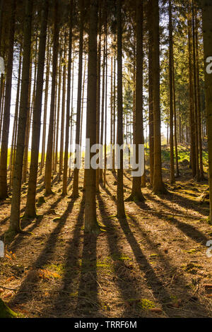 La lumière du soleil à travers les arbres Banque D'Images