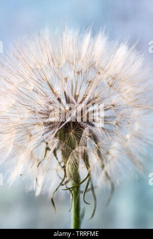 Cette macro shot jaune de salsifis (Tragopogon dubius) révèle son fragile et délicate tête de semences, semblable à la forme d'une vesse-de-pissenlit. Banque D'Images