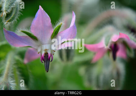 Fleur Rose bourrache (Borago officinalis) dans le jardin Banque D'Images