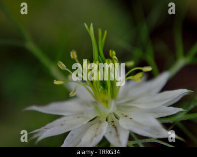 Nigella Sativa white flower, Close up Banque D'Images