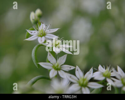 Gros plan des fleurs blanches de grès espagnol dans le jardin, Sedum hispanicum L. Banque D'Images