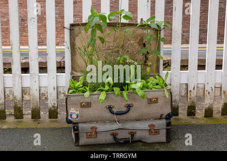 Vieilles valises ré-utilisé comme planteurs, sur la plate-forme de la gare de Penrith. UK Banque D'Images