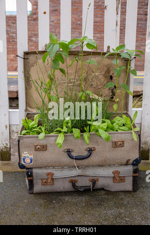 Vieilles valises ré-utilisé comme planteurs, sur la plate-forme de la gare de Penrith. UK Banque D'Images