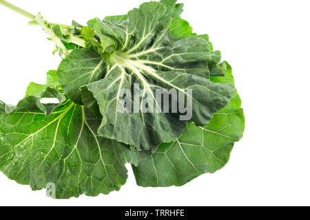 Collard, ou Couve Galega au Portugal, est un cultivar de Brassica oleracea utilisé pour faire la célèbre soupe portugaise Caldo Verde (Green Broth), dans laquelle Banque D'Images