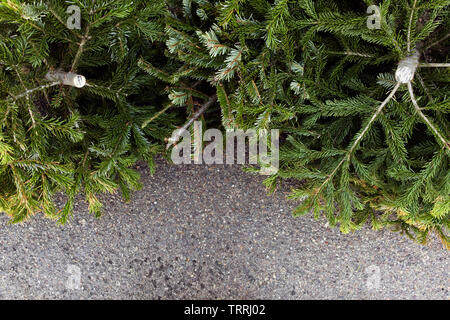 Vieux sapins de Noël jetés. Banque D'Images